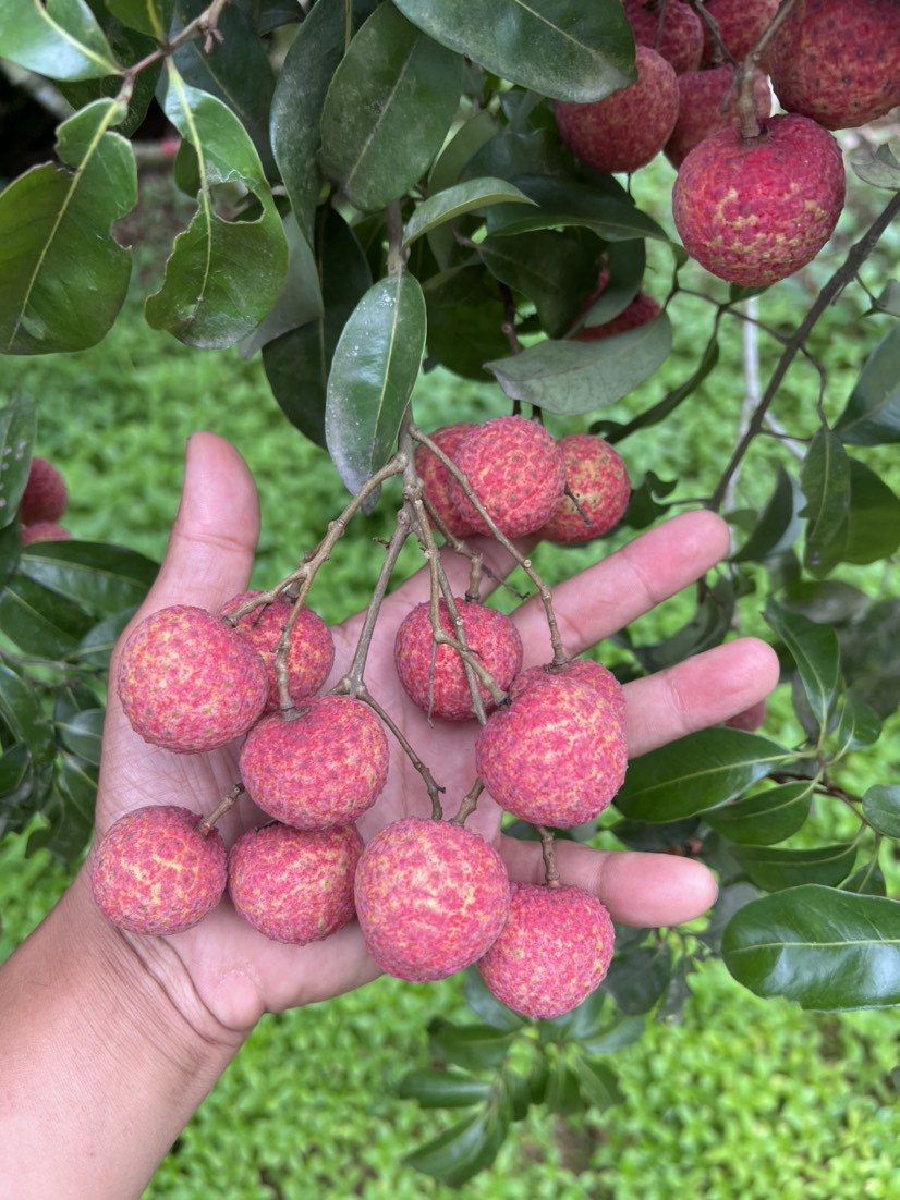 钦州禾荔大量上市