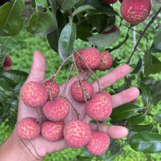 钦州禾荔大量上市