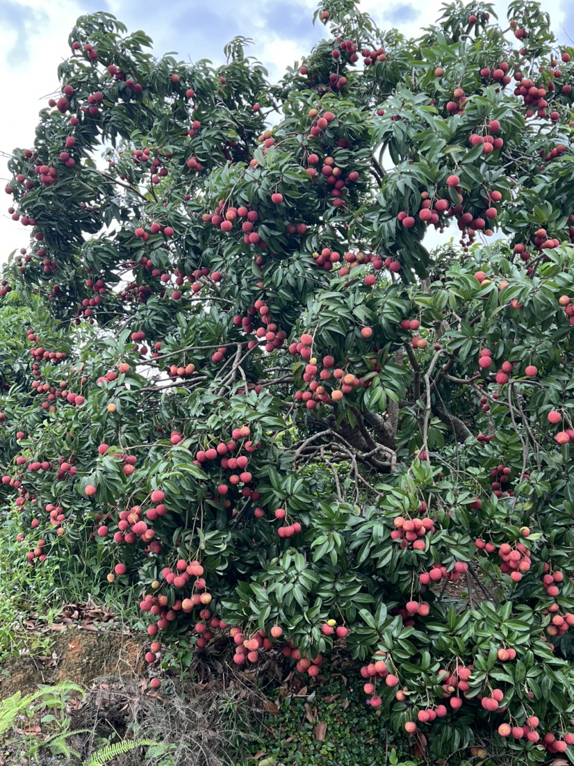 钦州禾荔大量上市