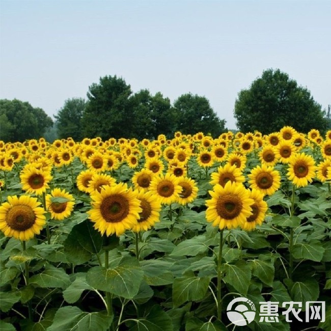 四季向日葵种子食用葵花籽杂交大型高杆食葵种子特大盘瓜子种