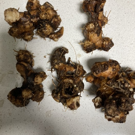 新昌县仿三年白术