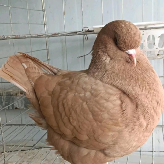 郓城县飞不起来的大鸽子