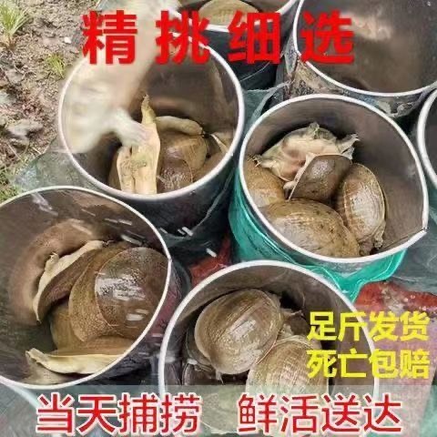 长沙甲鱼滋补甲鱼活体水鱼团鱼生鲜水产王八散养中华苗批发海鲜包邮