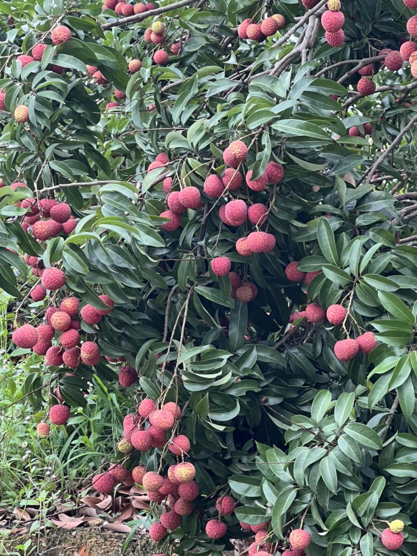 钦州禾荔大量上市