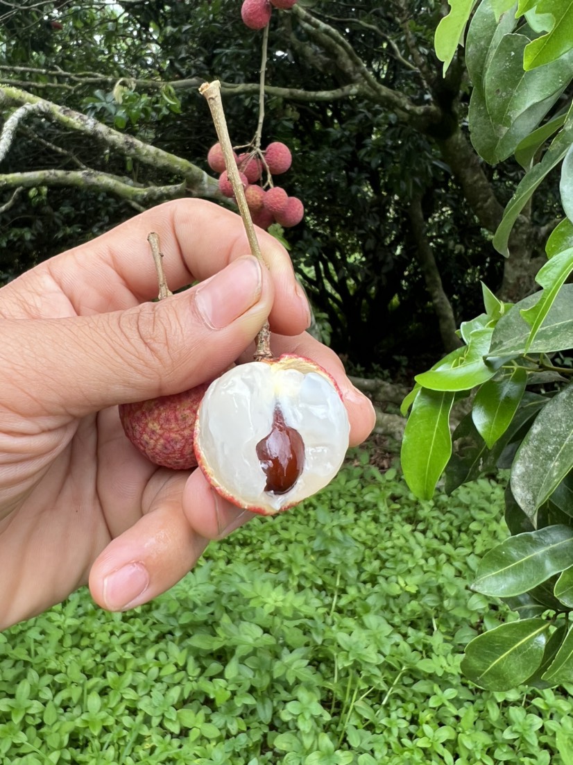 钦州禾荔大量上市