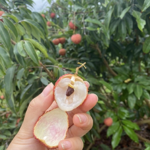 灵山县灵山桂味 核小肉厚 带桂花香味 特别好吃