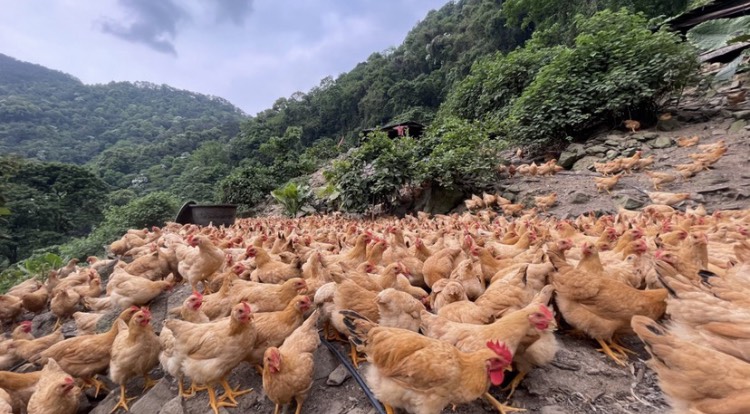 三黄土鸡苗 黄羽黄肉黄爪 细腿高脚 形似元宝