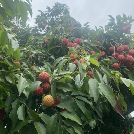 灵山县正宗广西灵山桂味清甜爽口 现摘现发