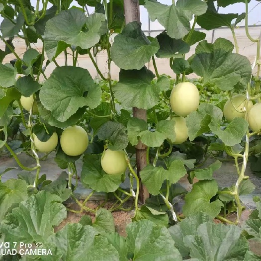 白玉甜瓜