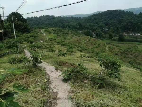 重庆市巴南区二圣镇170亩无花果地出租