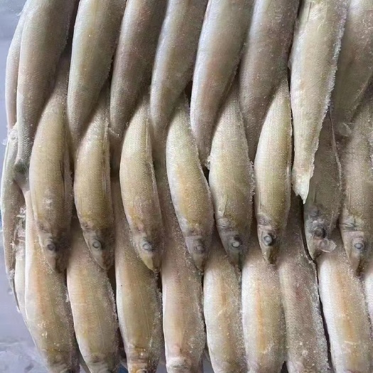 钦州沙尖鱼