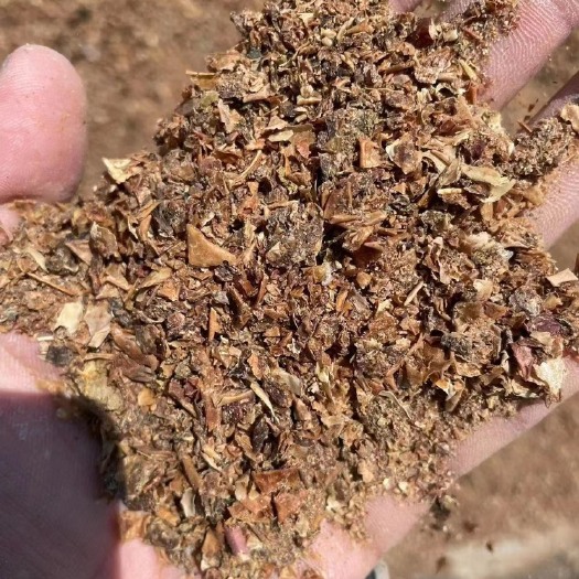 正定县晾晒苹果渣，水分12，