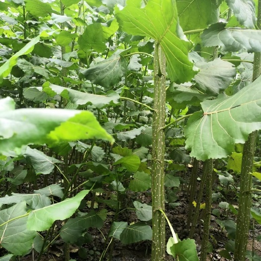 供3804/3412无絮杨树苗，生长快，成活率高，