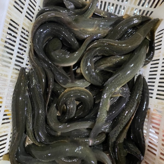 批发泥鳅 青鳅圆鳅