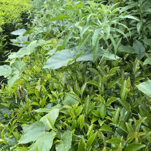 饶平县凤凰单丛蜜兰香茶叶
