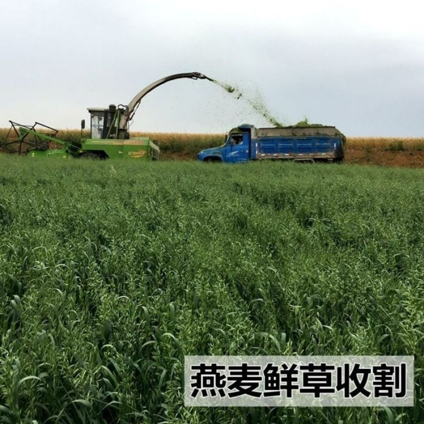 饲用燕麦草种子养殖牧草种籽高产鱼饲料草籽绿肥牛羊草种冬天耐寒