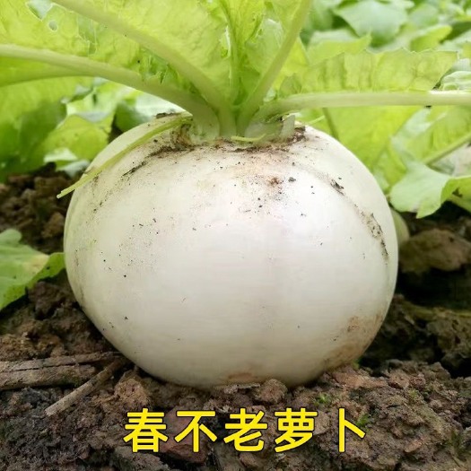 长沙春不老萝卜种子耐圆白大萝卜籽耐抽苔秋季田园蔬菜种子孑萝卜种子