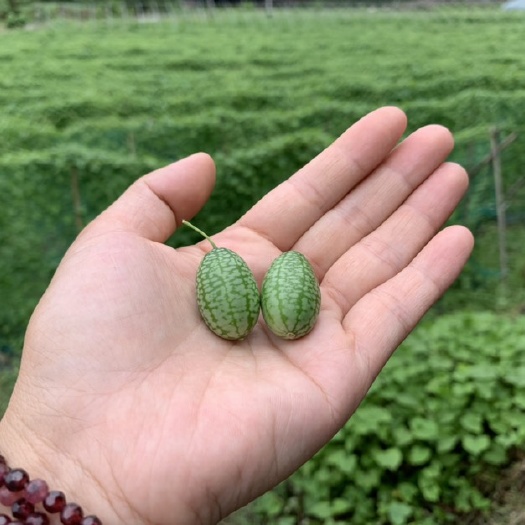 拇指西瓜  小西瓜新鲜水果批发零售产地量大 散装盒装礼盒装