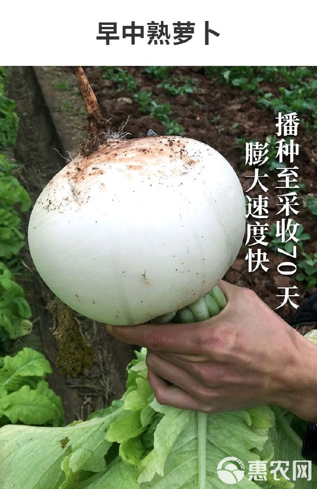 春不老萝卜种子耐圆白大萝卜籽耐抽苔秋季田园蔬菜种子孑萝卜种子