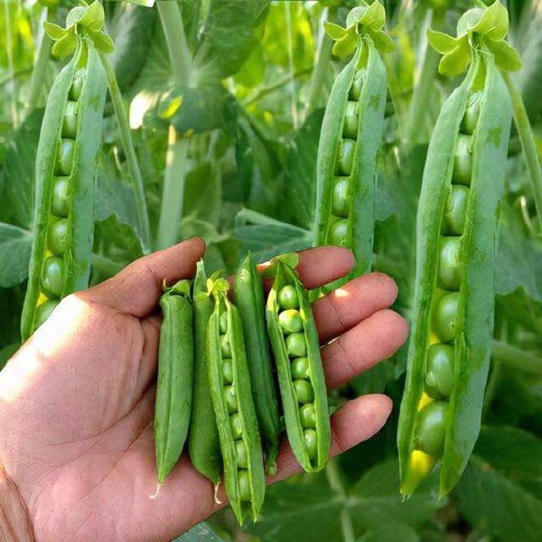 豌豆荚  中豌6号 10-12cm 较饱满