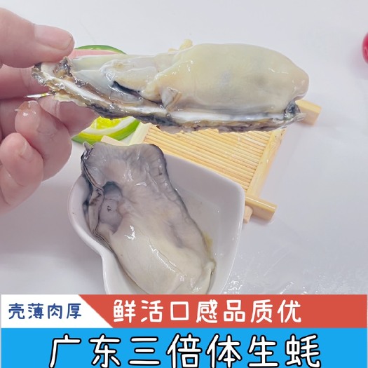 佛山三倍体台山生蚝，精品批发价，一件代发，当日装箱