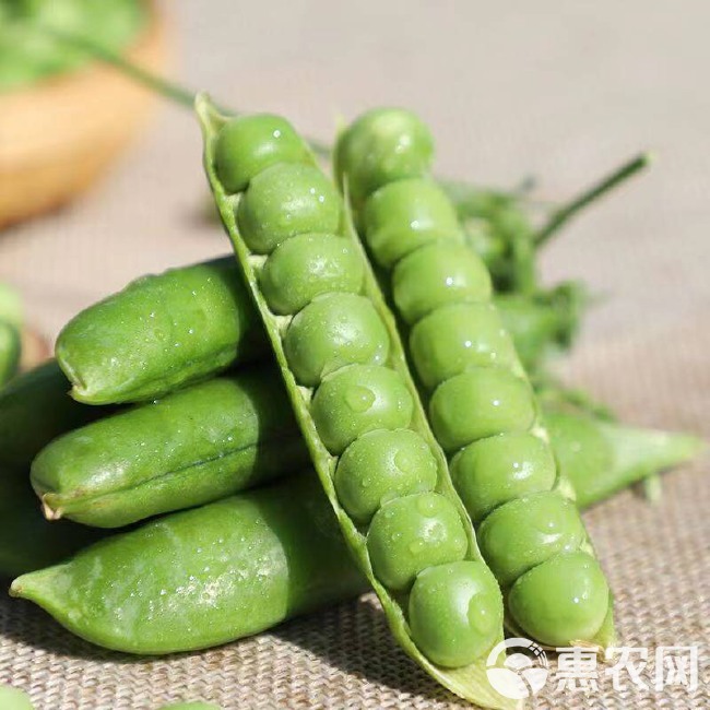 豌豆荚  中豌6号 10-12cm 较饱满