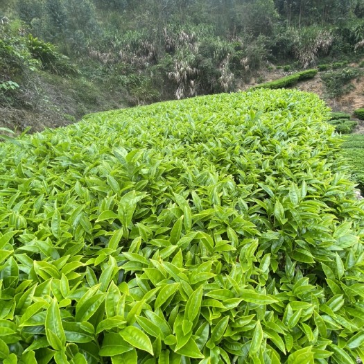 饶平县凤凰单丛蜜兰香茶叶