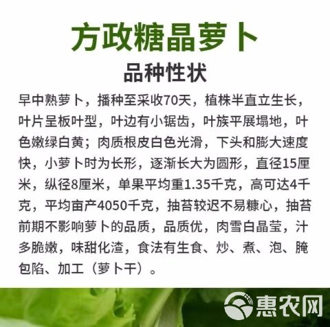 春不老萝卜种子耐圆白大萝卜籽耐抽苔秋季田园蔬菜种子孑萝卜种子