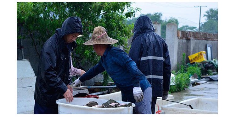 滋补甲鱼活体水鱼团鱼生鲜水产龟王八散养中华批发包邮海鲜