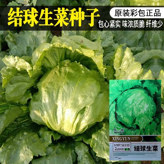 长沙华煜结球生菜种子早熟嫩绿包心紧生菜种籽速生广适结球生菜籽批发