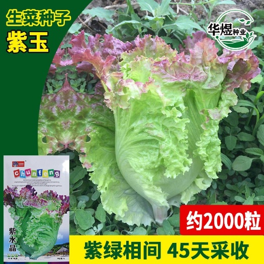 长沙韩育紫水晶生菜种子 厂家批发紫叶玻璃生菜种籽 小包装2000
