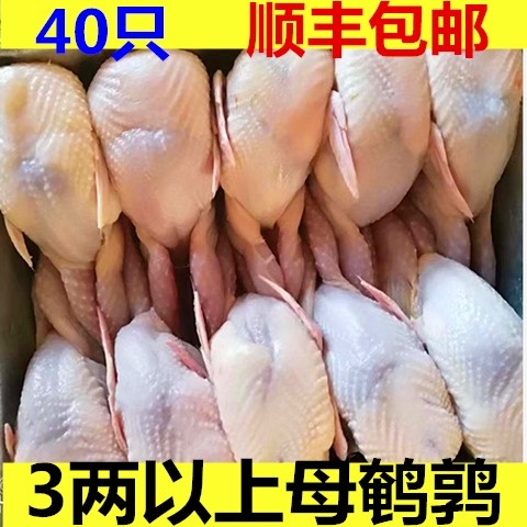 长沙大放血现杀【40只母鹌鹑】去内脏活体现杀新鲜白条鹌鹑肉乳鸽烧