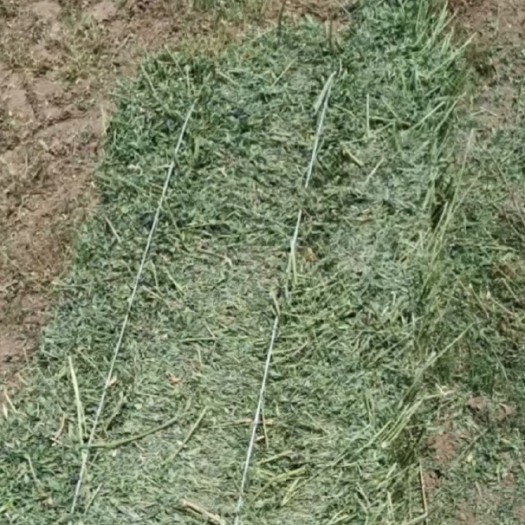 乌中旗头茬紫花苜蓿草