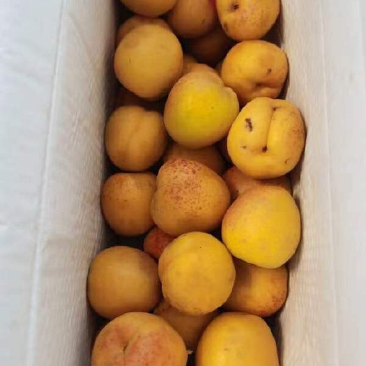 北京金太阳杏