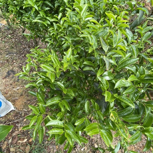 饶平县凤凰鸭屎香茶叶