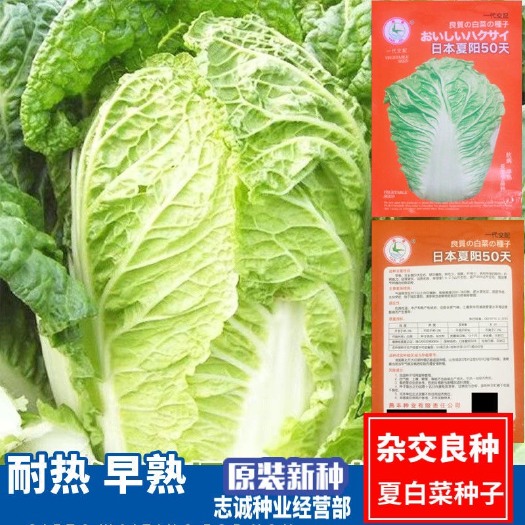 长沙夏阳白菜种子抗热夏季大白菜籽耐热反季节结球包心耐抽苔蔬菜种子