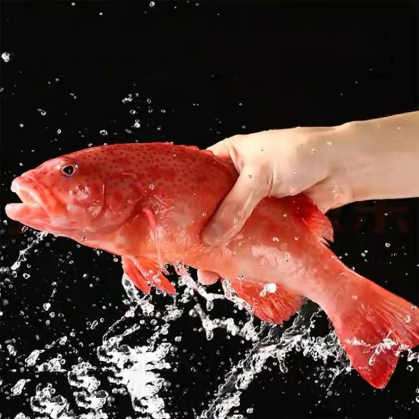 海捕东星斑鱼红石班鱼新鲜活冻冰鲜深海鱼龙胆中华盛宴