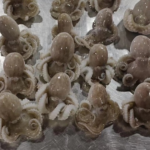 上海小八爪鱼 小章鱼