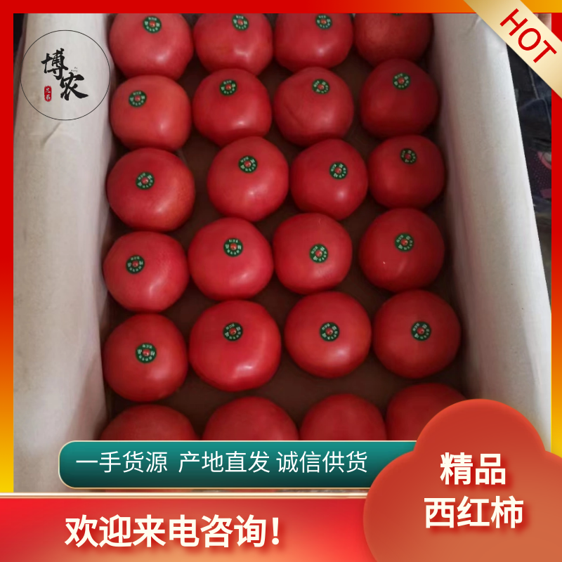 莘县山东硬粉西红柿，每天出货几十万斤，免费对接物流包装