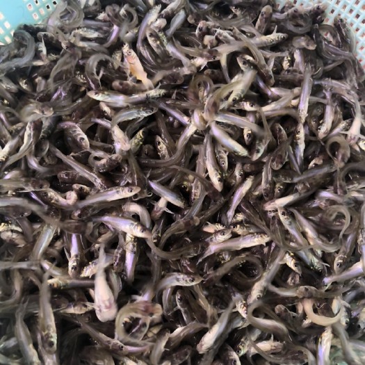 肇庆叉尾湖北班点叉尾鮰鱼苗纯种长身快大云班叉尾