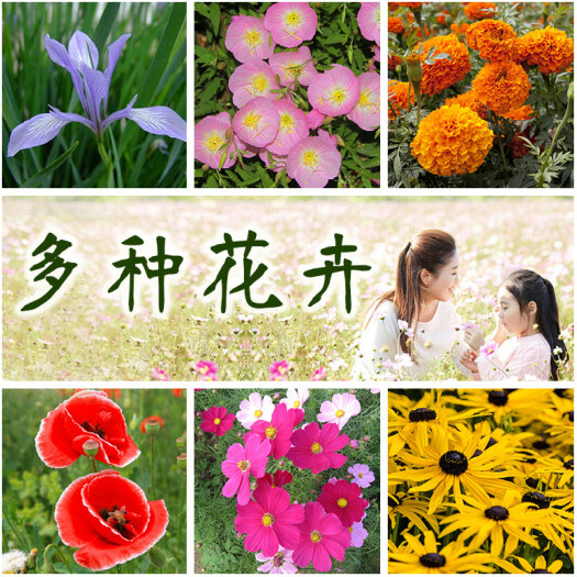 沭阳县花种子四季易活组合套餐阳台盆栽多种花卉花籽多年生室外室内花卉