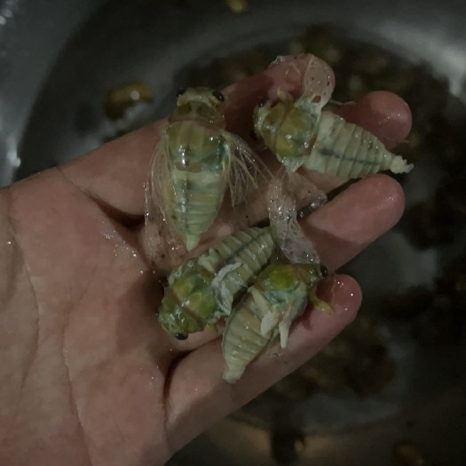 灵宝市杜仲白蝉（出壳的）