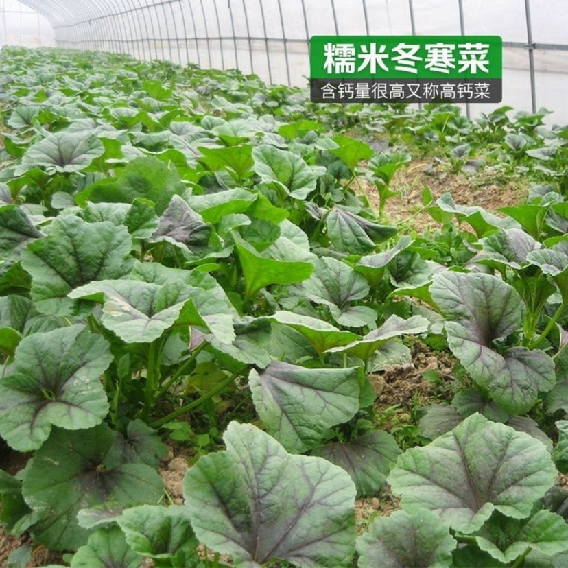 糯米冬寒菜种子四季种植冬寒菜蔬菜种子苋菜阳台菜园盆栽均可种植