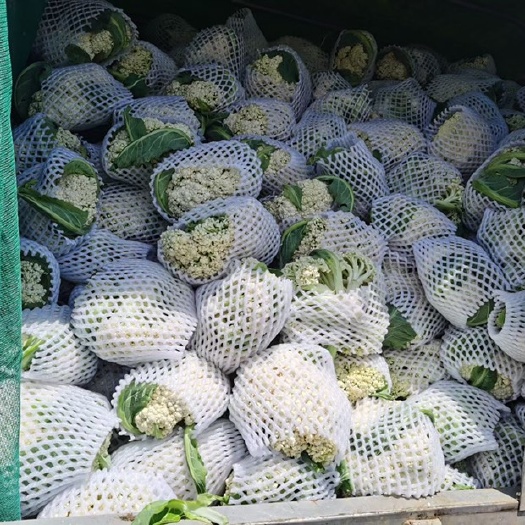 威宁县白花 散花
