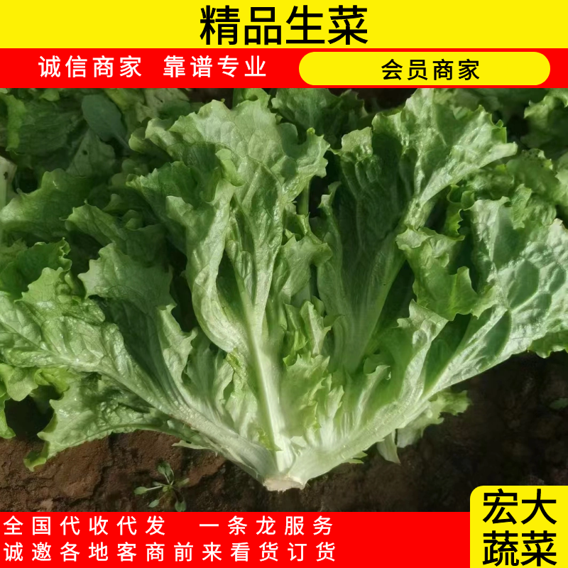邯郸大叶生菜
