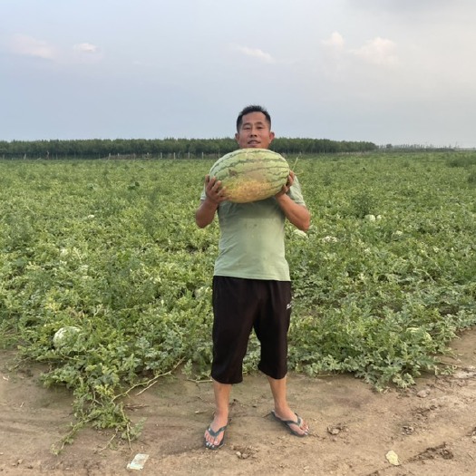 德州沙漠一号小白皮西瓜