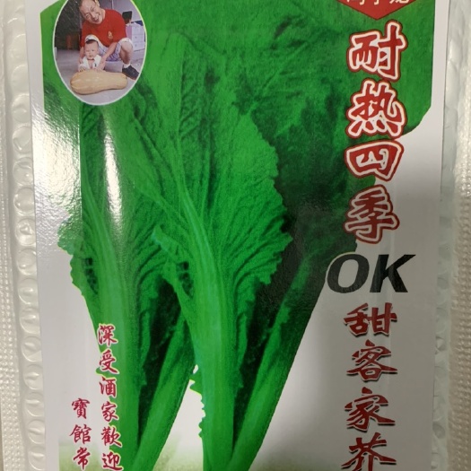 客家芥菜种子四季甜芥菜大田高产阳台盆栽春秋播种青叶蔬菜种子