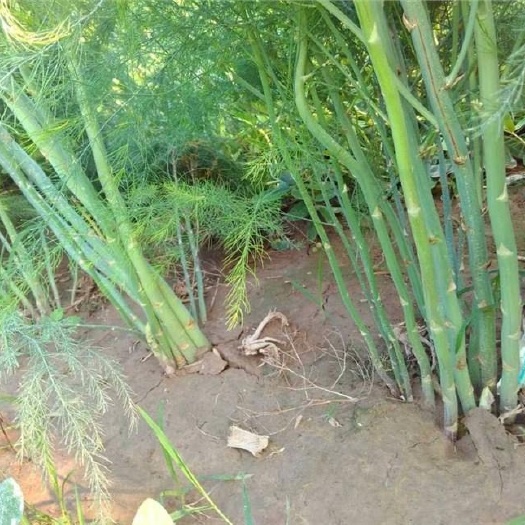 芦笋苗一年小苗现挖现发根系发达量大优惠