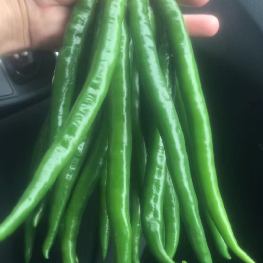 长沙二荆条，线椒货源充足