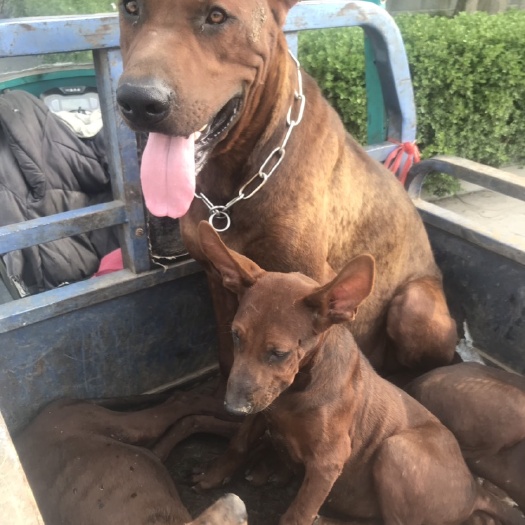 宿州红狼犬，大型犬种！聪明勇敢，看家护院好帮手！